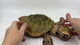 Jumbo Sea Turtle